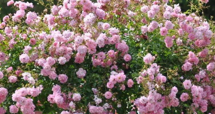 Giverny rosal
