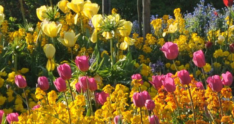 giverny tulipan