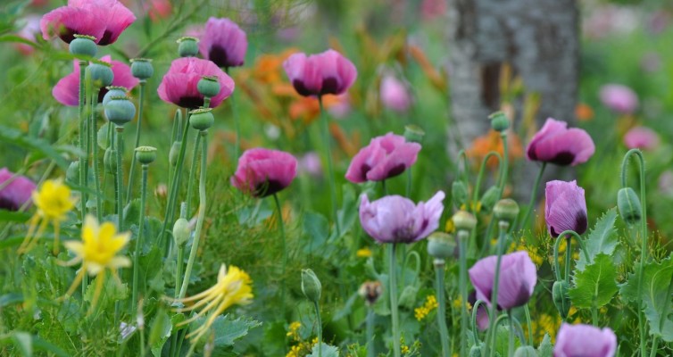 Giverny Adormideras