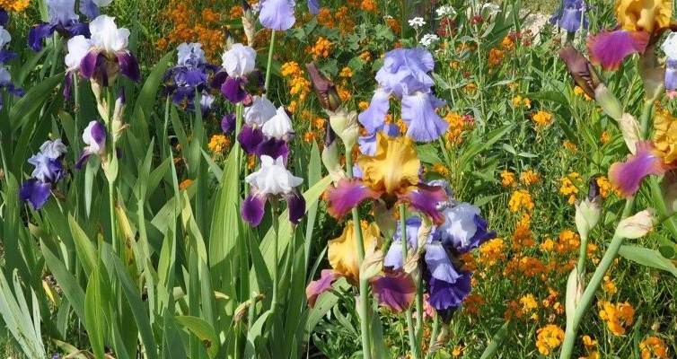 Giverny Lirios