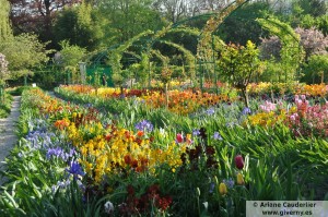 Jardin de flores de Monet, tulipanes