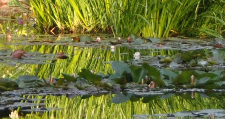 Giverny estanque en junio