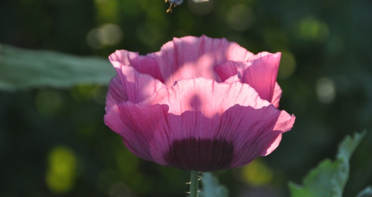 Amapola y aberrojo