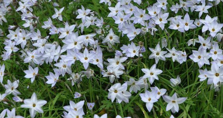 ipheion giverny