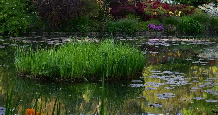 Jardin acuatico